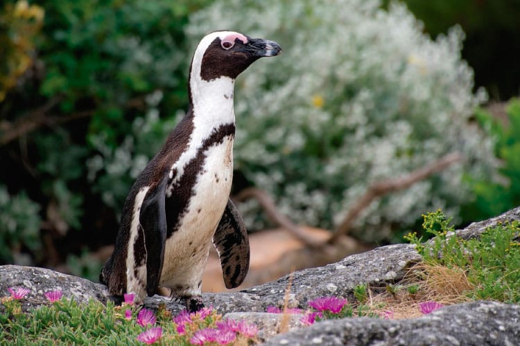 Magellanic penguin