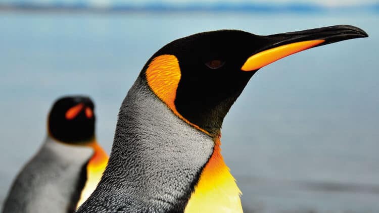 Happy Feet’s Northern Cousins: Penguins of South America