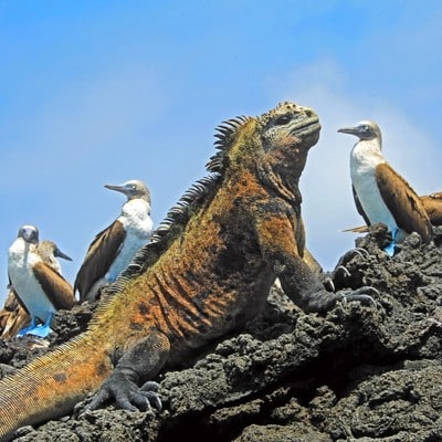 Galapagos Ecuador