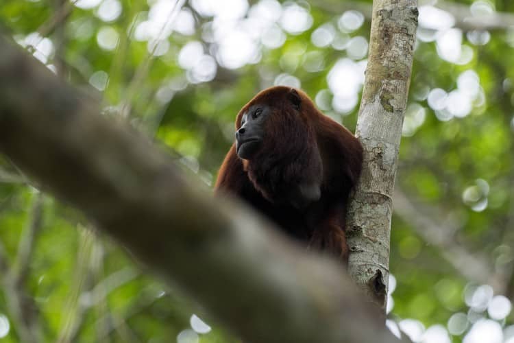 Howler Monkey Mashpi Ecuador