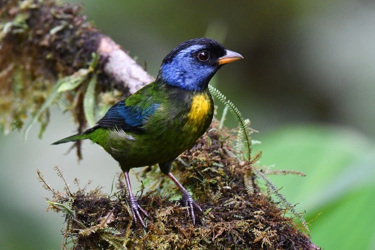 bird watching Ecuador Travel