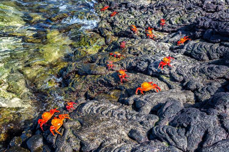 Santiago island Galapagos