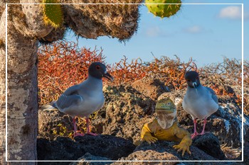 Wondrous wildlife Galapagos