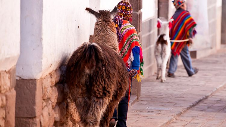 3. The Incas domesticated very few animals