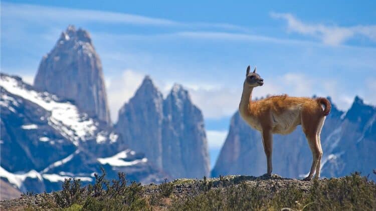 Chilean Patagonia: 4 Important Things about Hiking in Torres del Paine