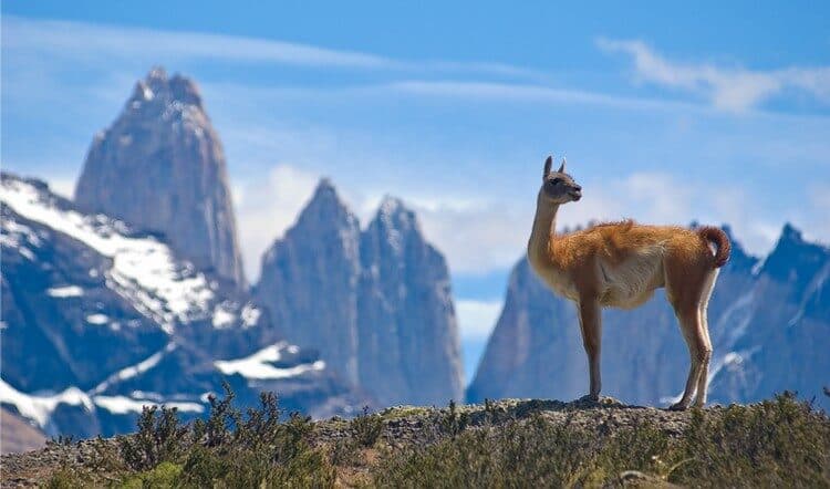 Chilean Patagonia: 4 Important Things about Hiking in Torres del Paine