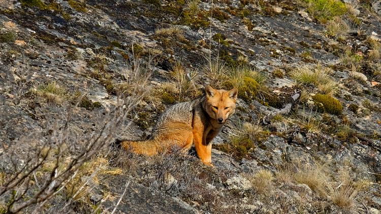 Fox pampas Argentinas