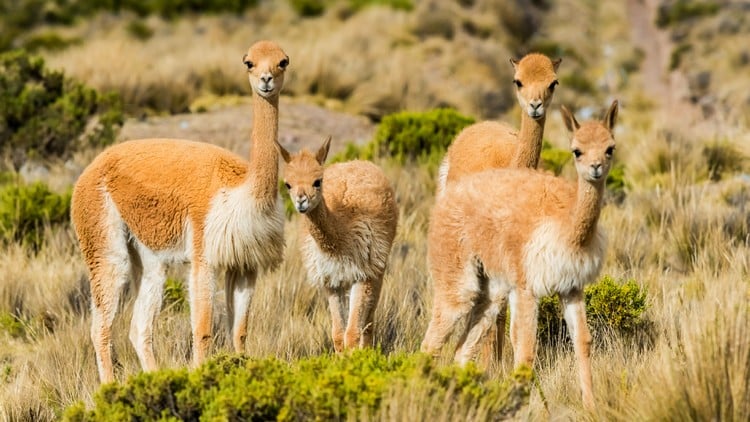 Nature Travel Peru