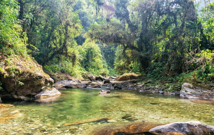 colombia jungle